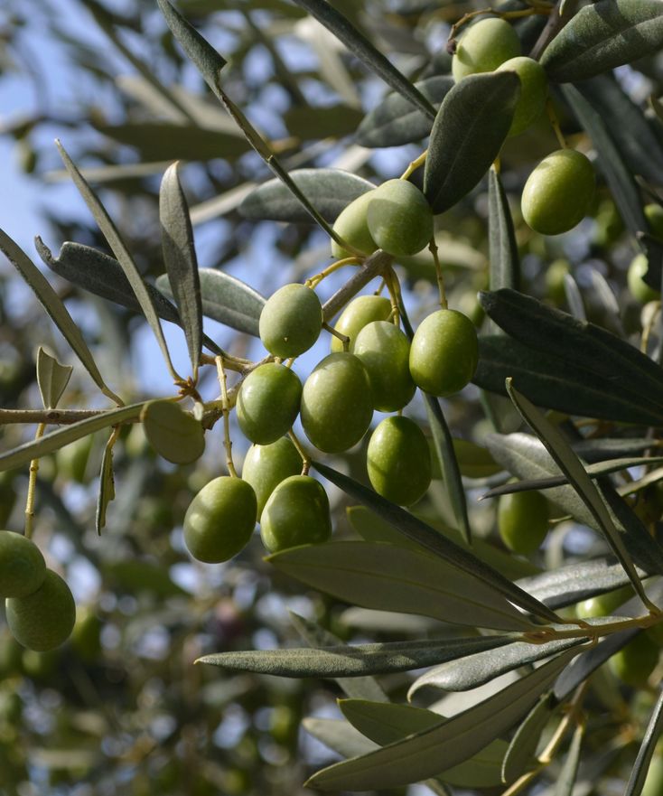 History of Olives